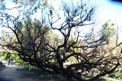 DSC_0071 (Large).JPG